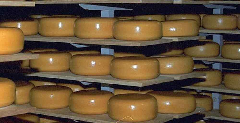 Ресей ауыл шаруашылық бақылау Басқармасы 18,4 тонна дат ірімшігін өткізбеді