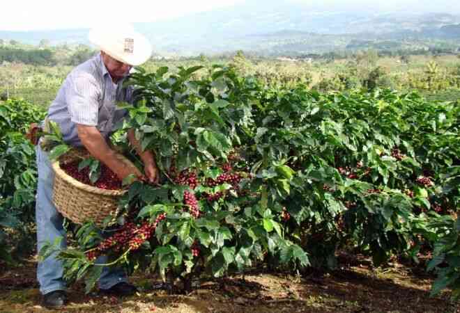 Әлемдегі кофе өндірісінің көлемі көбейеді