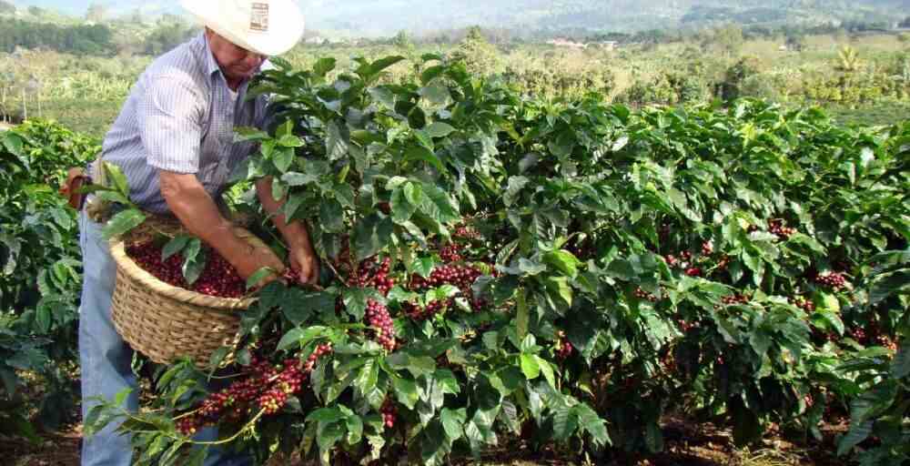 Әлемдегі кофе өндірісінің көлемі көбейеді