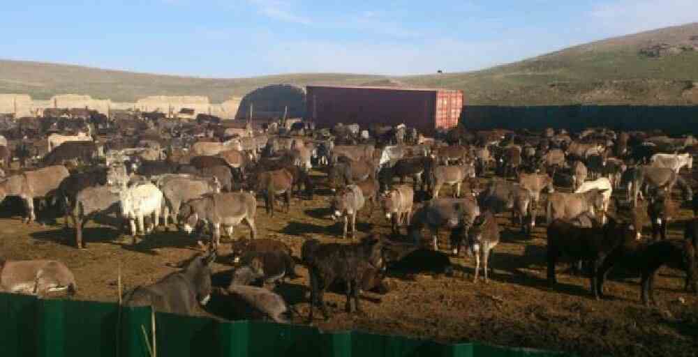 Қытайлық компания Қырғызстанда есек фермасын ашып, басы дауға қалды