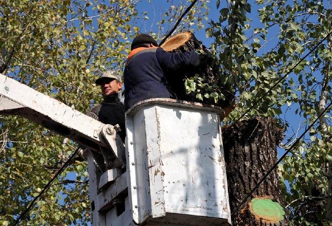 Restaurant Manager is Dismissed for Cutting Tree in Almaty