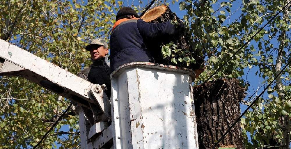 Restaurant Manager is Dismissed for Cutting Tree in Almaty