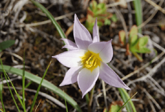 Қазақстандағы бәйшешектер алдағы 10-15 жылда жойылып кетуі мүмкін