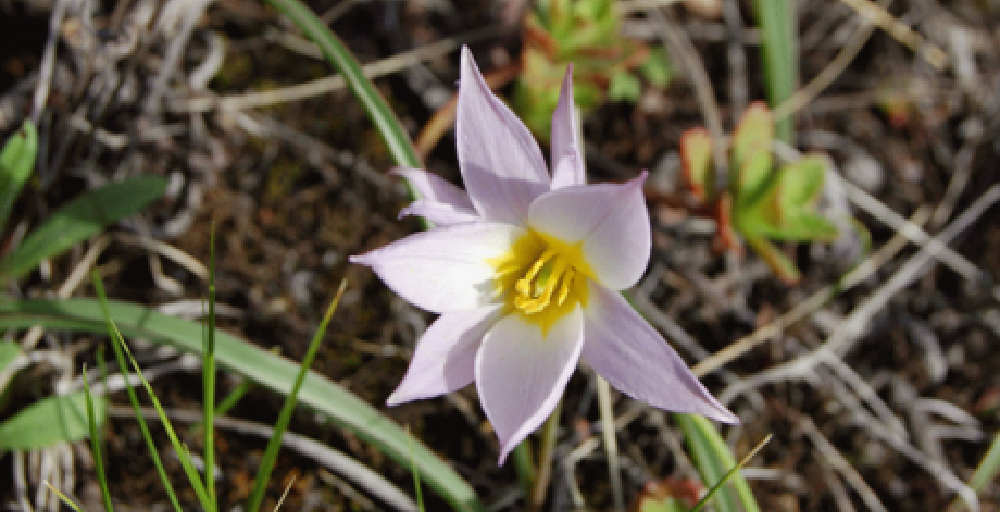 Қазақстандағы бәйшешектер алдағы 10-15 жылда жойылып кетуі мүмкін