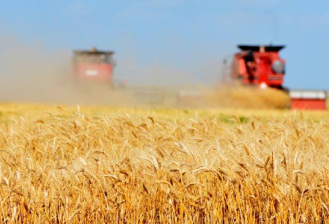 Kazakhstan Wheat Output will Сompose 13,75 Million Tons for Current Marketing Year