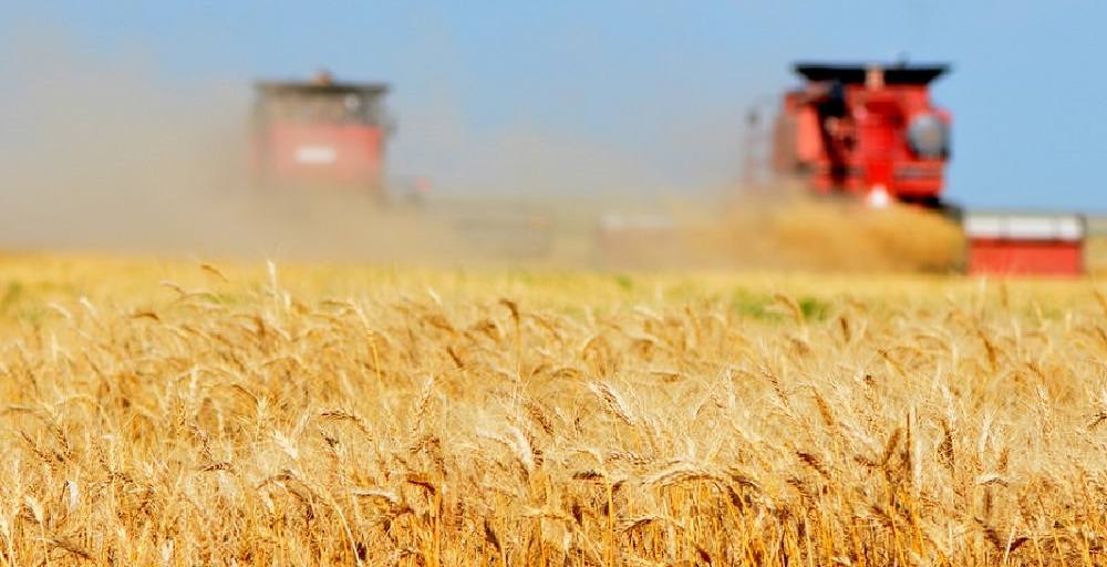 Kazakhstan Wheat Output will Сompose 13,75 Million Tons for Current Marketing Year