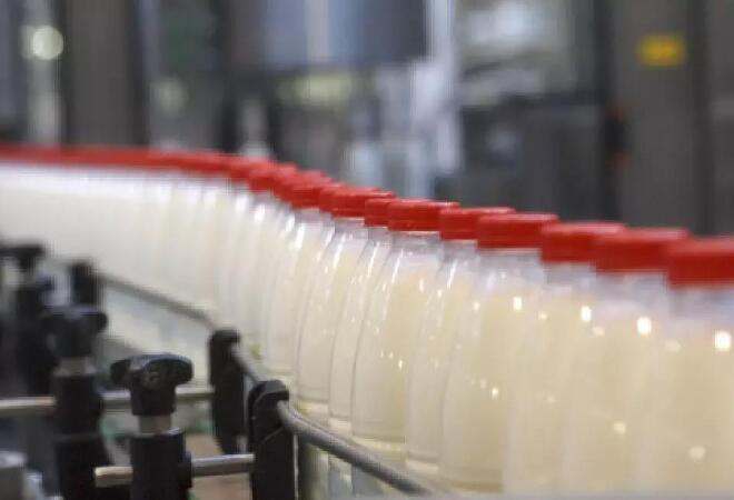 Yoghurt from camel’s milk will be producted in South Kazakhstan