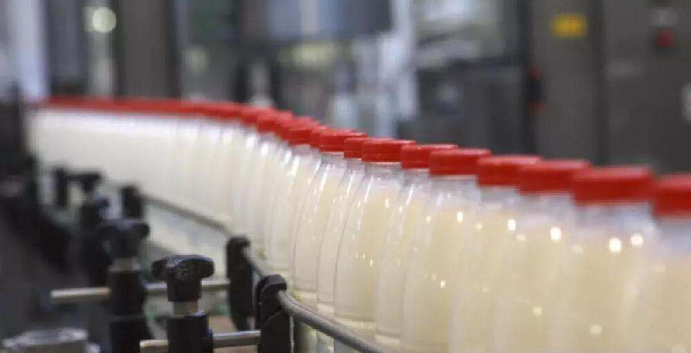 Yoghurt from camel’s milk will be producted in South Kazakhstan