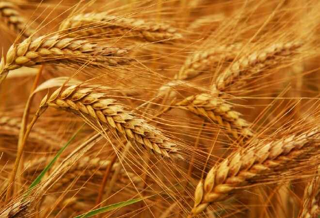 Export of Kazakhstani wheat grains in 2017