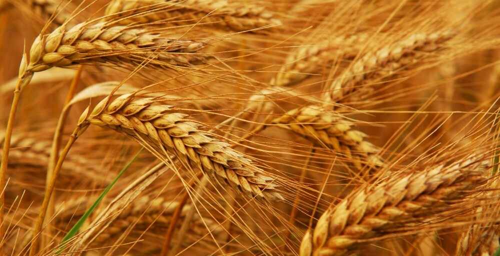 Export of Kazakhstani wheat grains in 2017