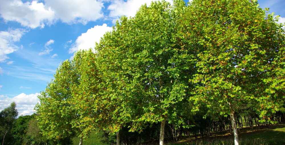 Более 1000 новых деревьев высадят в парках и скверах Алматы