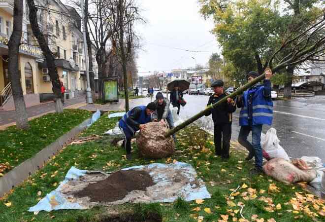 2017 жылы Алматыда 26 мыңнан астам ағаш отырғызылды