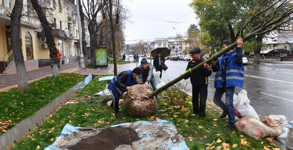 2017 жылы Алматыда 26 мыңнан астам ағаш отырғызылды