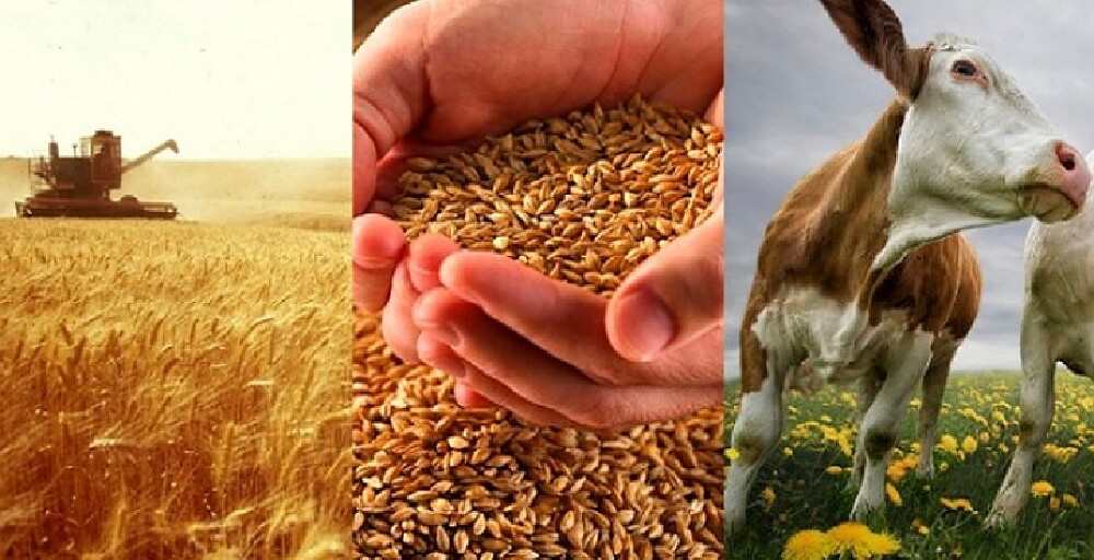 Елімізде ауыл шаруашылығы өнімдерінің көлемі 3,5%-ға өсті