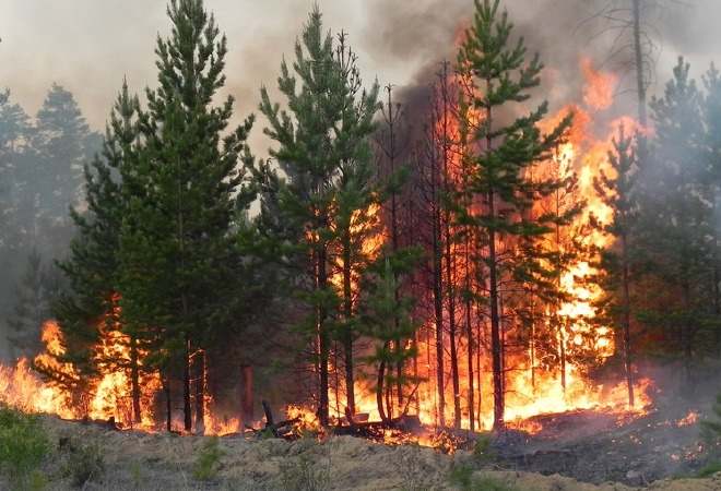 Қазақстанда орман өрттерінен қанша шығын келгені белгілі болды