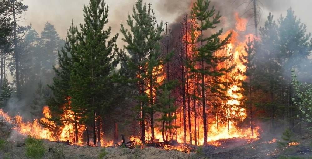 Қазақстанда орман өрттерінен қанша шығын келгені белгілі болды