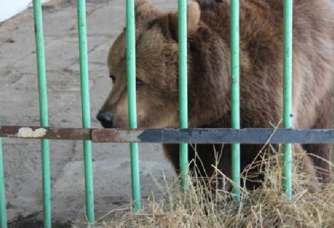 Қостанайда аю 5 жасар балаға шапты