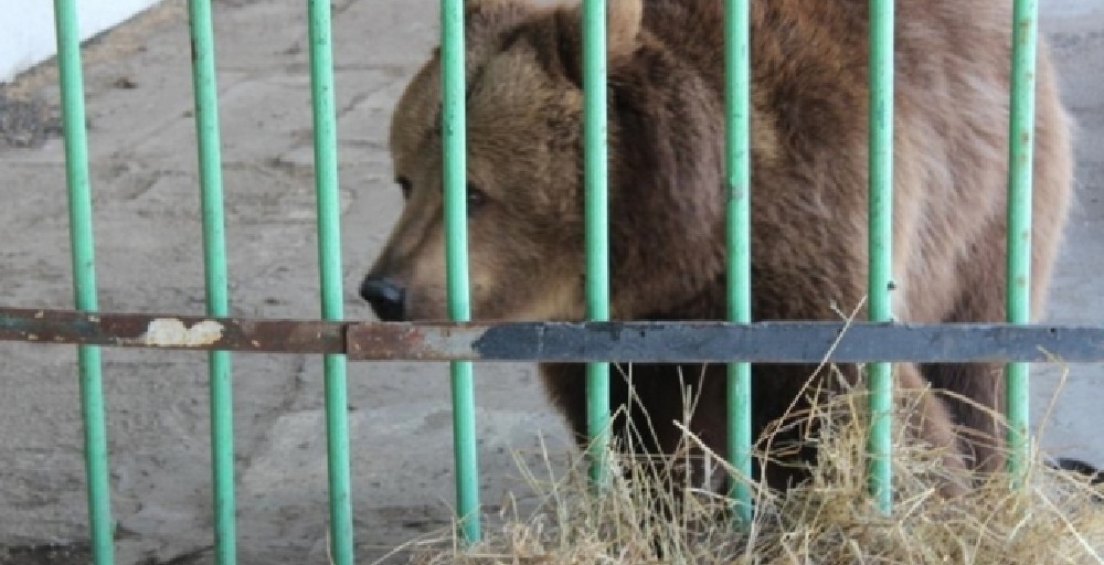 Қостанайда аю 5 жасар балаға шапты