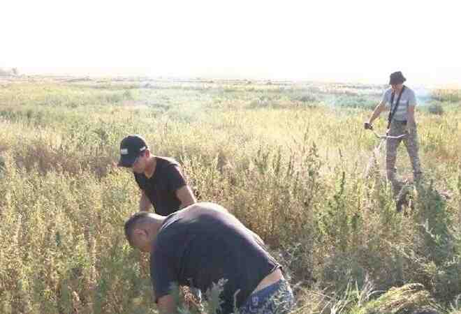 Қарағандыда 5 гектар жерде өсіп тұрған қарасора алқабы анықталды