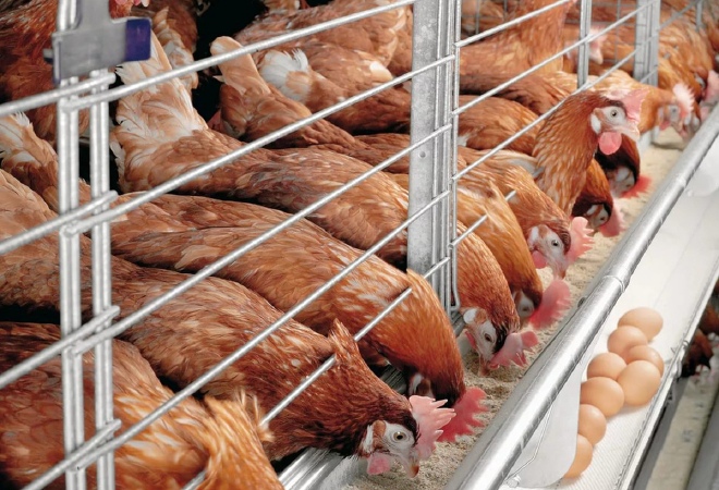 Aitas и Alhusaini Group построят в Казахстане племенной птицерепродуктор