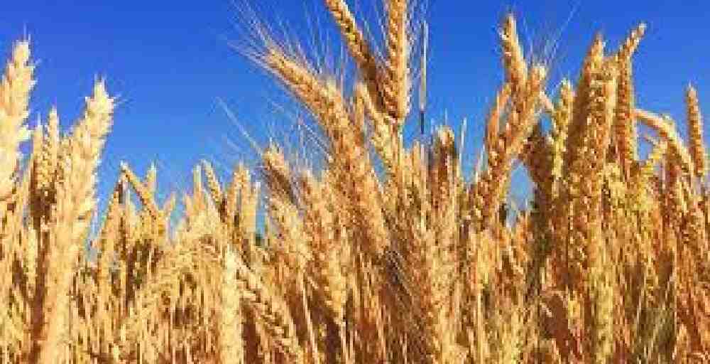 Эксперт озвучил проблемы экспорта казахстанской органической продукции