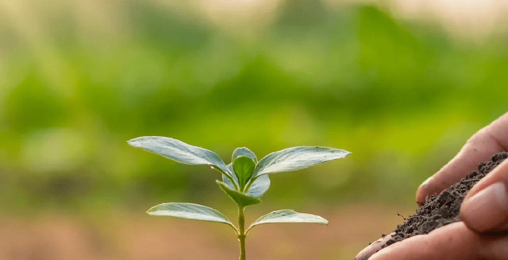 Новый инструмент поддержки фермеров — кредитные линии для аграриев