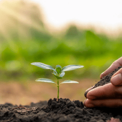 Новый инструмент поддержки фермеров — кредитные линии для аграриев