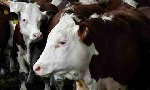 Қазақстанда мал экспортына қатысты екі жаңа бұйрық күшіне енді