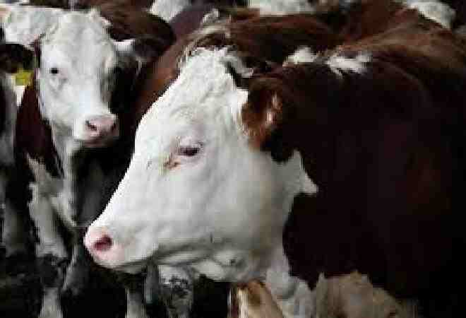 Қазақстанда мал экспортына қатысты екі жаңа бұйрық күшіне енді