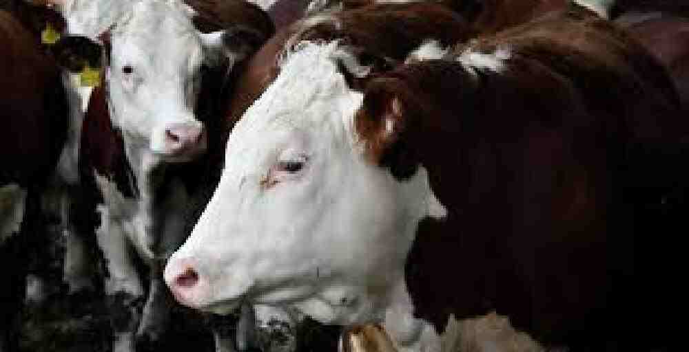 Қазақстанда мал экспортына қатысты екі жаңа бұйрық күшіне енді