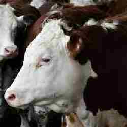 Қазақстанда мал экспортына қатысты екі жаңа бұйрық күшіне енді