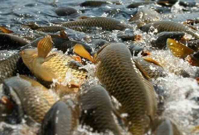  254 млн теңгенің балығын шетелге заңсыз экспорттаған басшылар сотталды