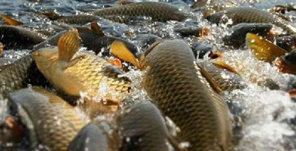  254 млн теңгенің балығын шетелге заңсыз экспорттаған басшылар сотталды