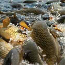  254 млн теңгенің балығын шетелге заңсыз экспорттаған басшылар сотталды