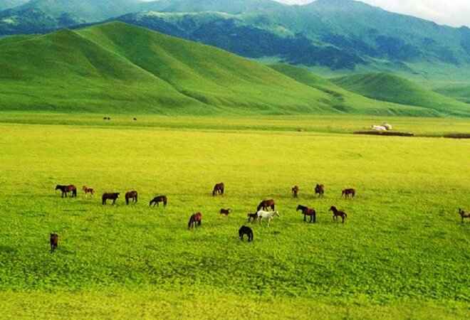 Президент жайылымдық жерлердің кімдерге берілуі керектігін нақты айтты