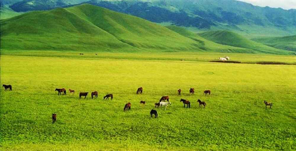 Президент жайылымдық жерлердің кімдерге берілуі керектігін нақты айтты
