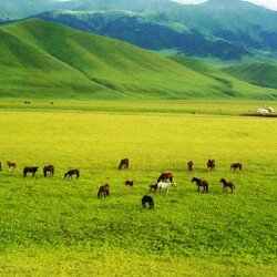 Президент жайылымдық жерлердің кімдерге берілуі керектігін нақты айтты