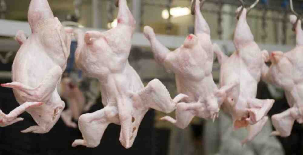 Қазақстанға Ресейден 20 тонна құс етін заңсыз әкелу әрекеті тоқтатылды