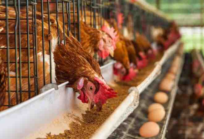 Құны 9 млрд теңге болатын құс фабрикасы салынады