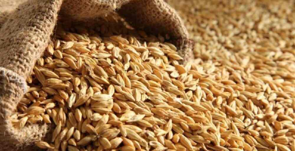 Биылғы жиын-терімнен 3,1 млн тонна астық экспортталды