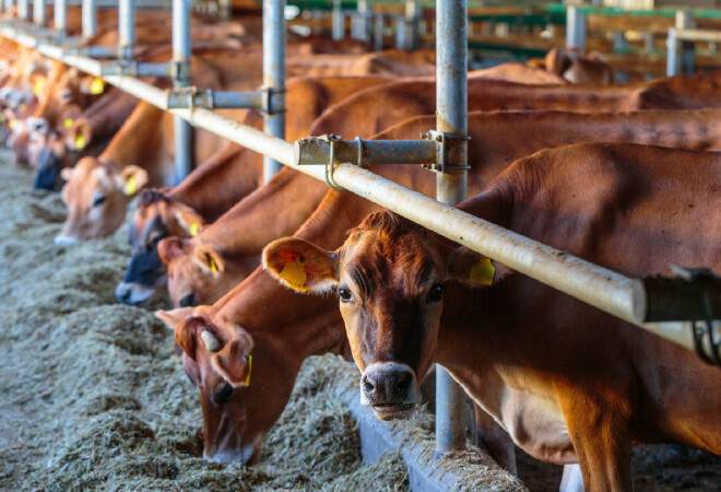 Қазақстан мал өнімдерін 42 елге экспорттай алады – АШМ