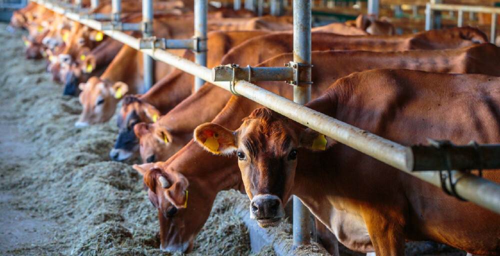 Қазақстан мал өнімдерін 42 елге экспорттай алады – АШМ