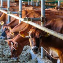 Қазақстан мал өнімдерін 42 елге экспорттай алады – АШМ