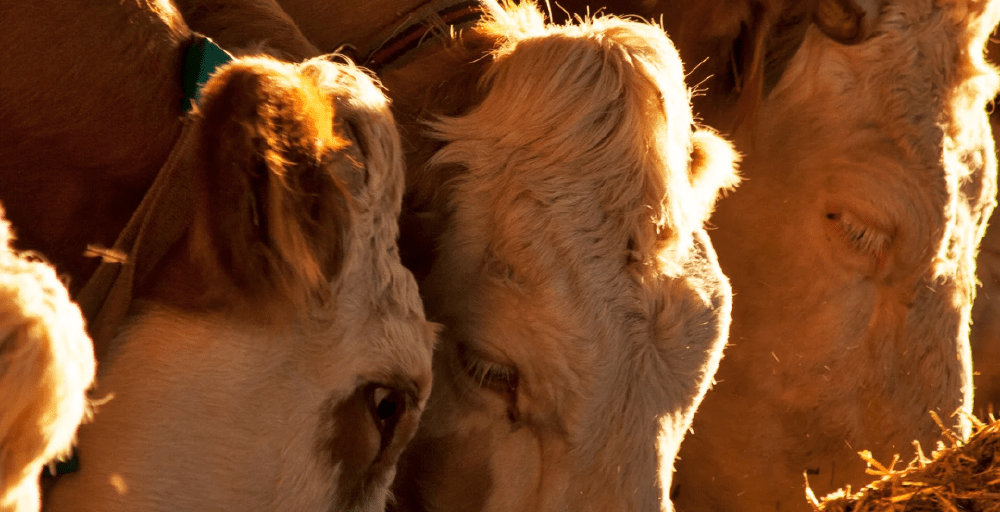 Квоты на вывоз мяса КРС из Казахстана планируют продлить еще на полгода