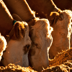 Квоты на вывоз мяса КРС из Казахстана планируют продлить еще на полгода