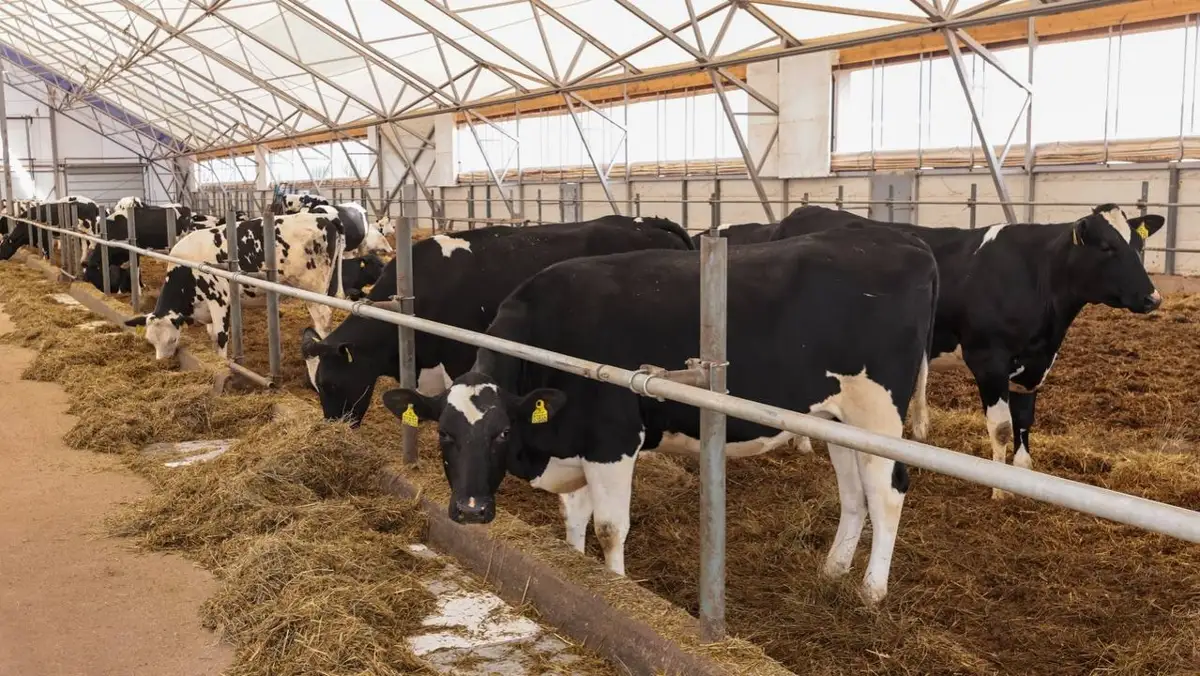 Ірі қара мал етін экспорттауға квоталар енгізіледі 