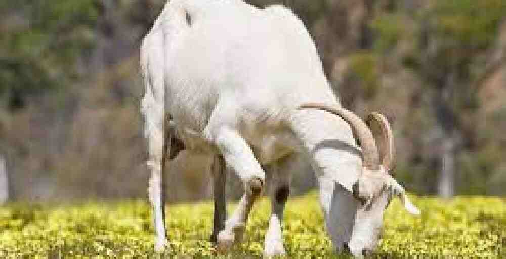 Қазақстан Үндістан мен БАӘ-ге халал ет экспорттауды жоспарлап отыр