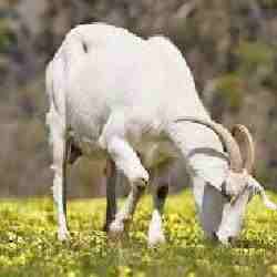 Қазақстан Үндістан мен БАӘ-ге халал ет экспорттауды жоспарлап отыр