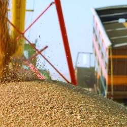 Астық экспорты бір жылда 1 млн тоннаға артты