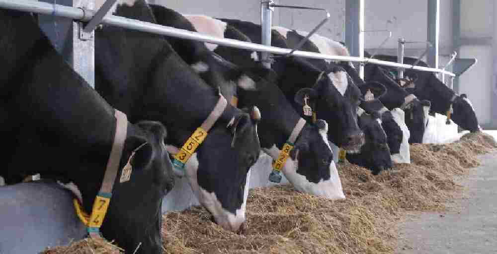 Запускаются долгосрочные льготные кредиты под 6% на покупку племенного скота